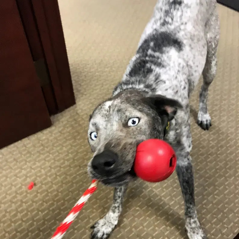 USA-K9 Cherry Bomb Durable Rubber Chew Toy, Treat Dispenser, Reward Toy, Tug Toy, and Retrieving Toy SodaPup