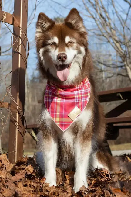 Wine Plaid Dog Bandana Aria the Fox