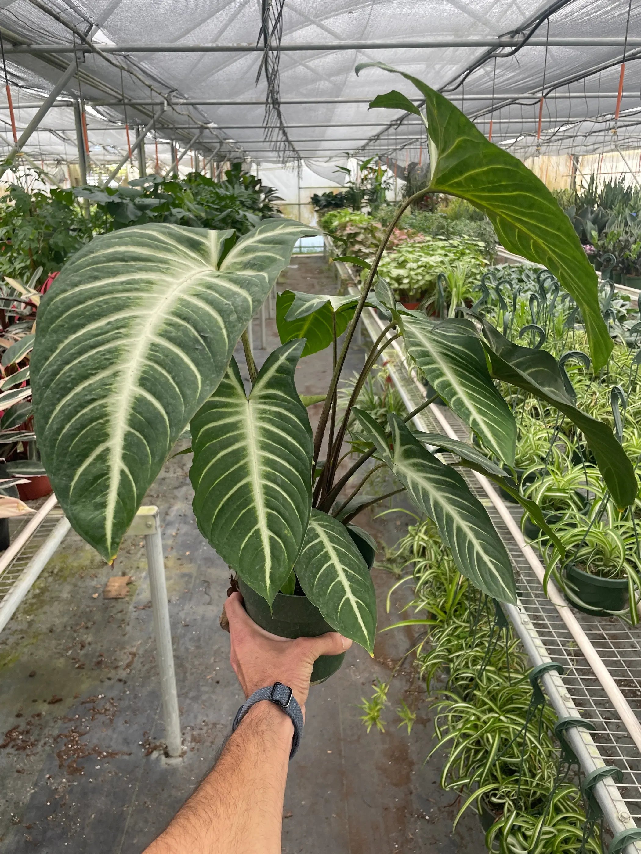 Xanthosoma 'Lendenii' House Plant Wholesale