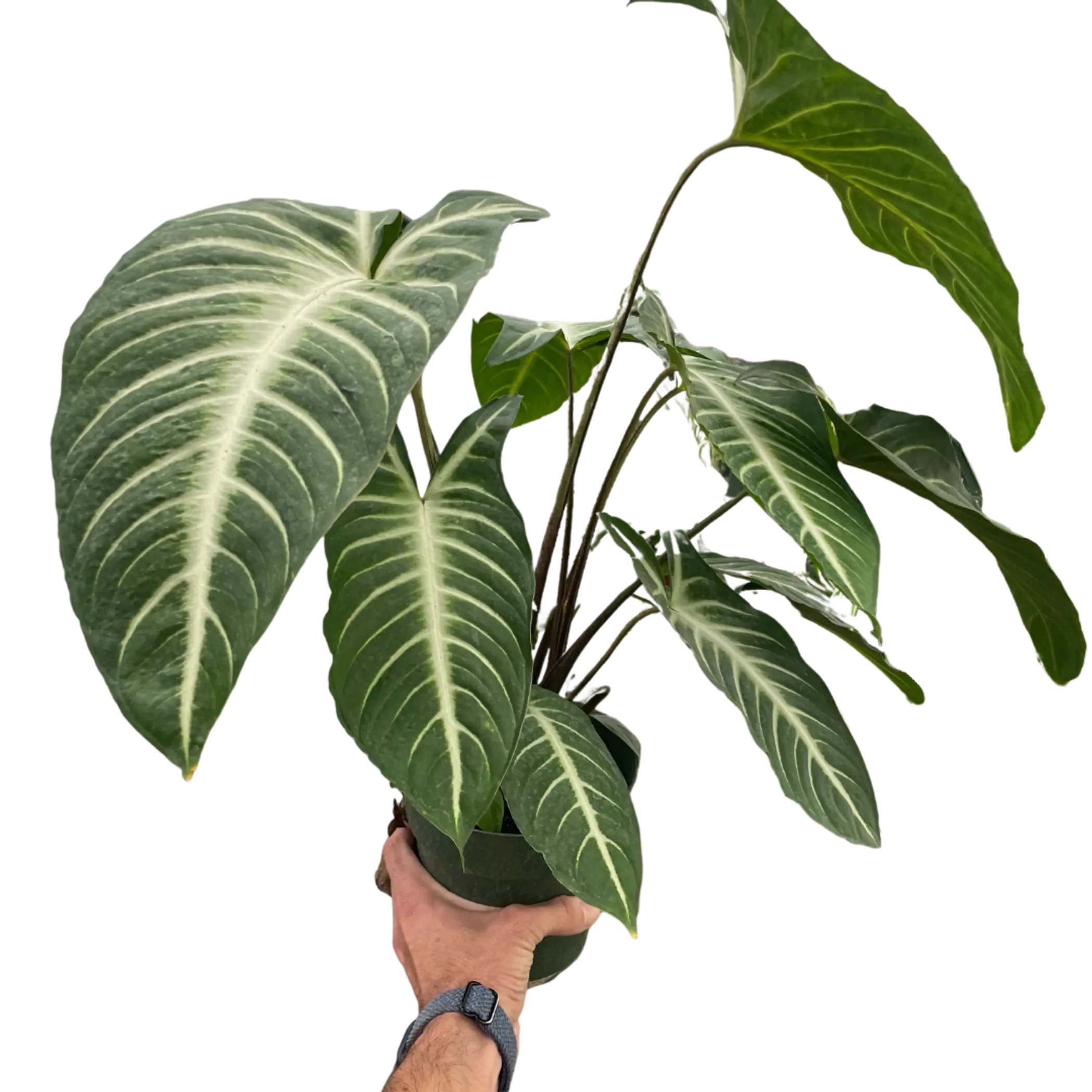 Xanthosoma 'Lendenii' House Plant Wholesale
