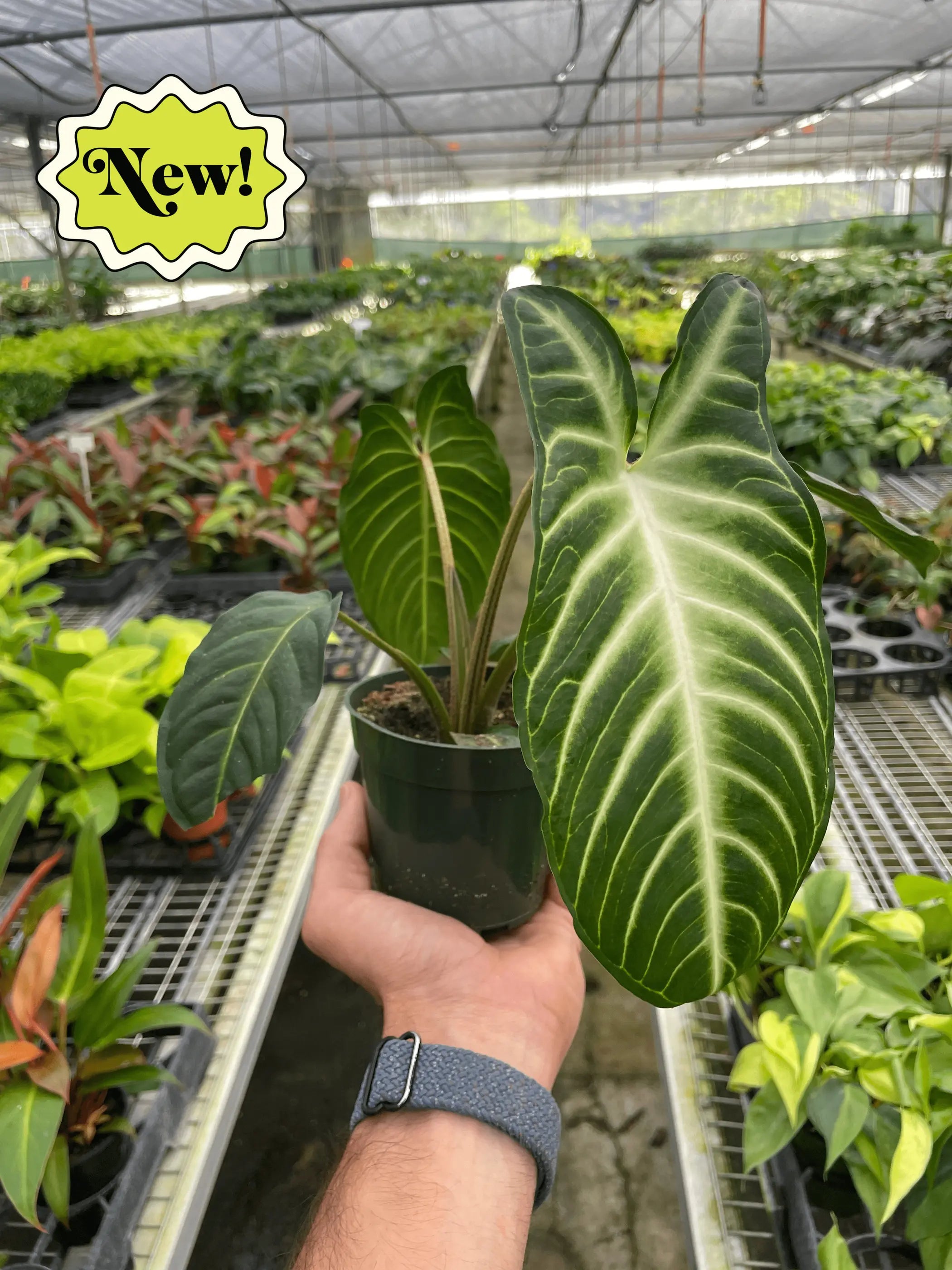 Xanthosoma 'Lendenii' House Plant Wholesale