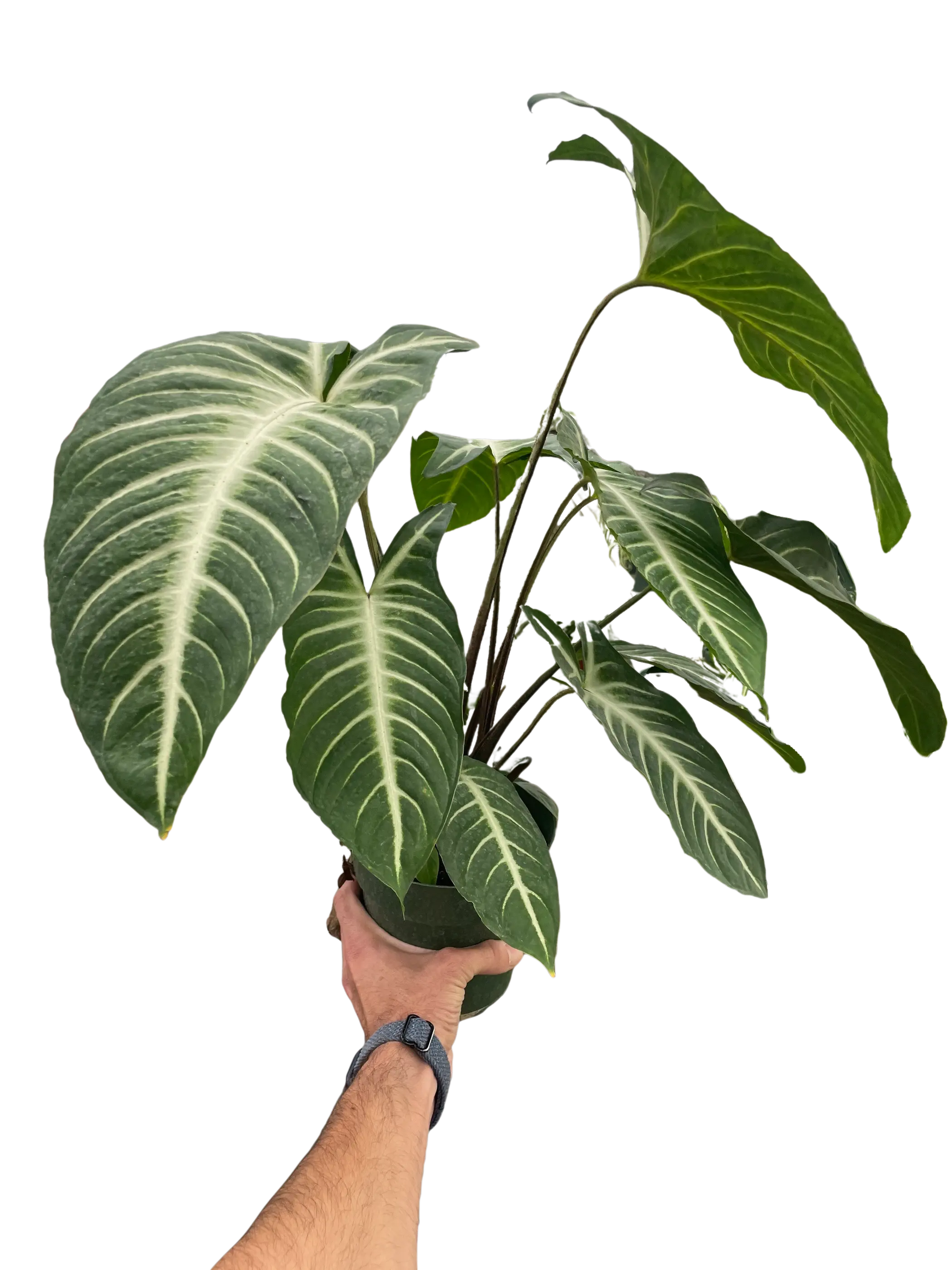 Xanthosoma 'Lendenii' House Plant Wholesale