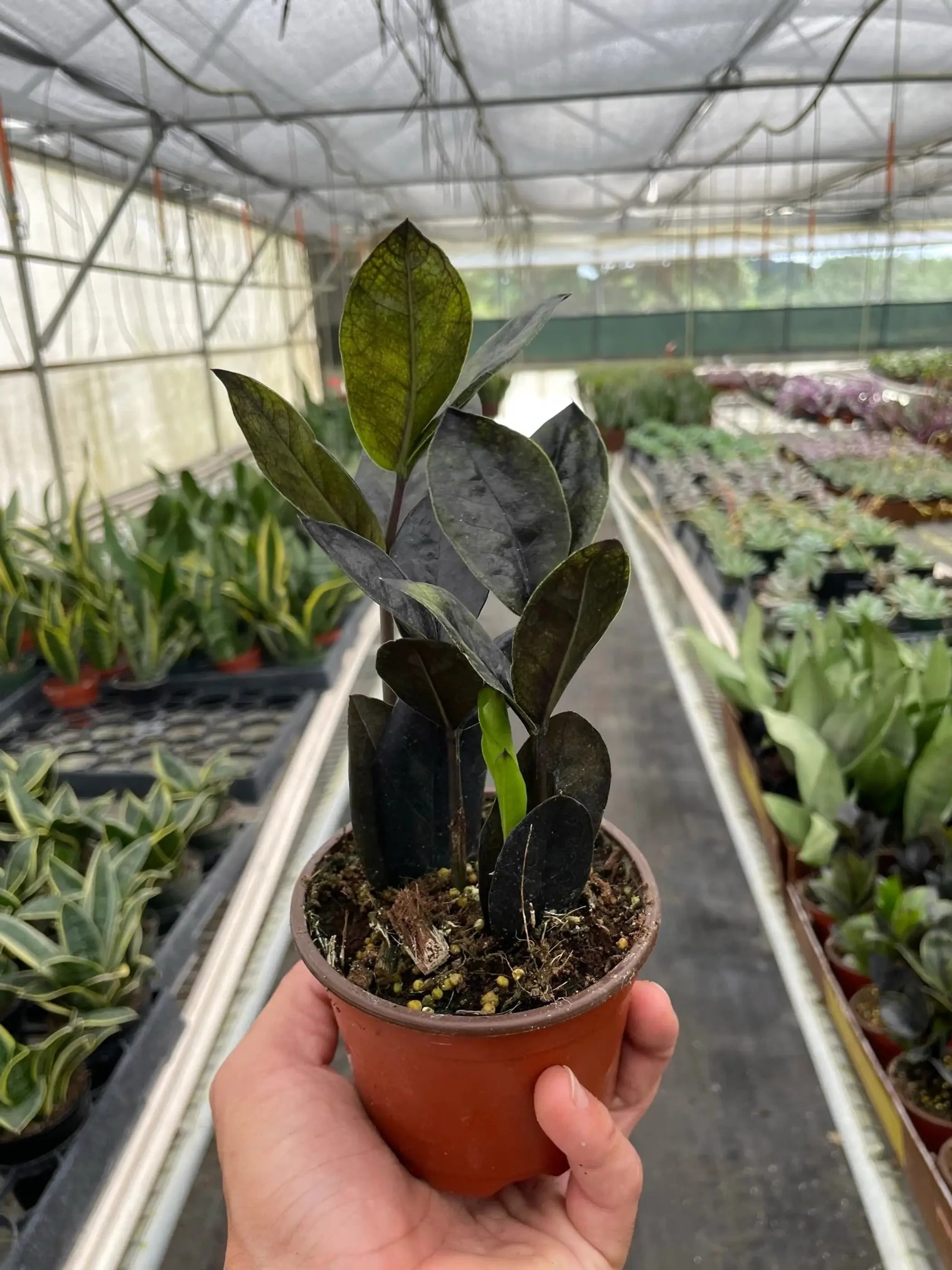 ZZ Zamioculcas 'Black Queen' House Plant Wholesale