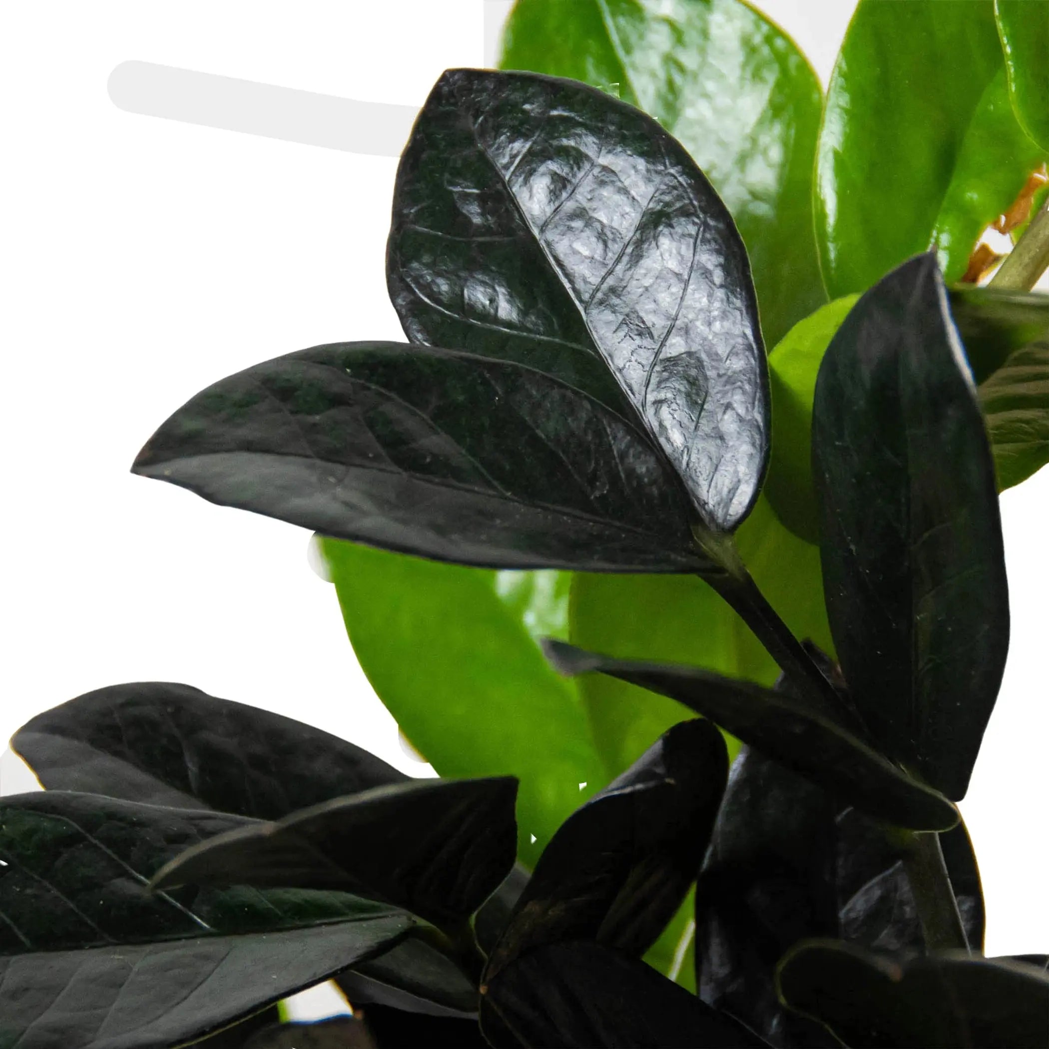 ZZ Zamioculcas 'Black Queen' House Plant Wholesale