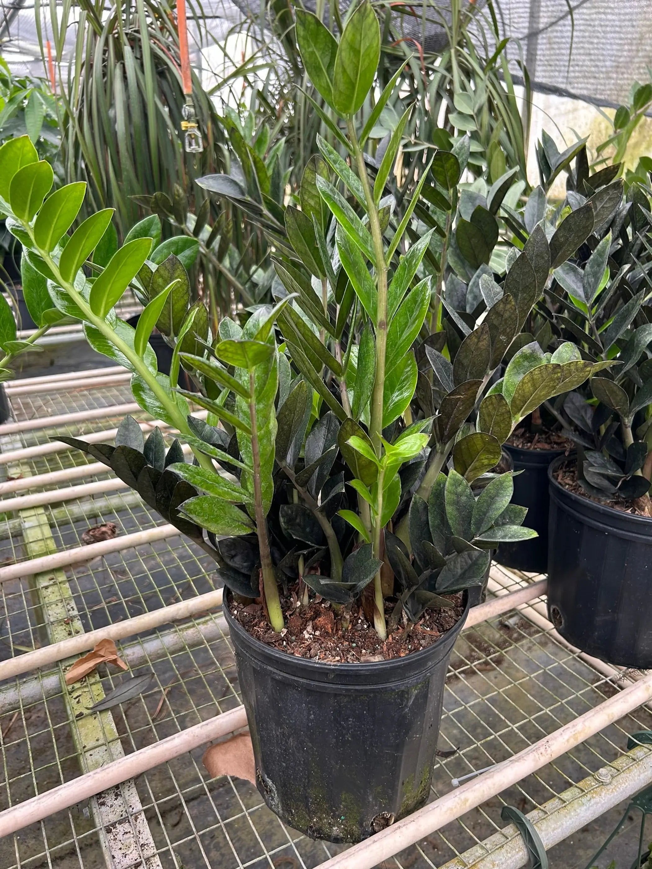 ZZ Zamioculcas 'Black Queen' House Plant Wholesale