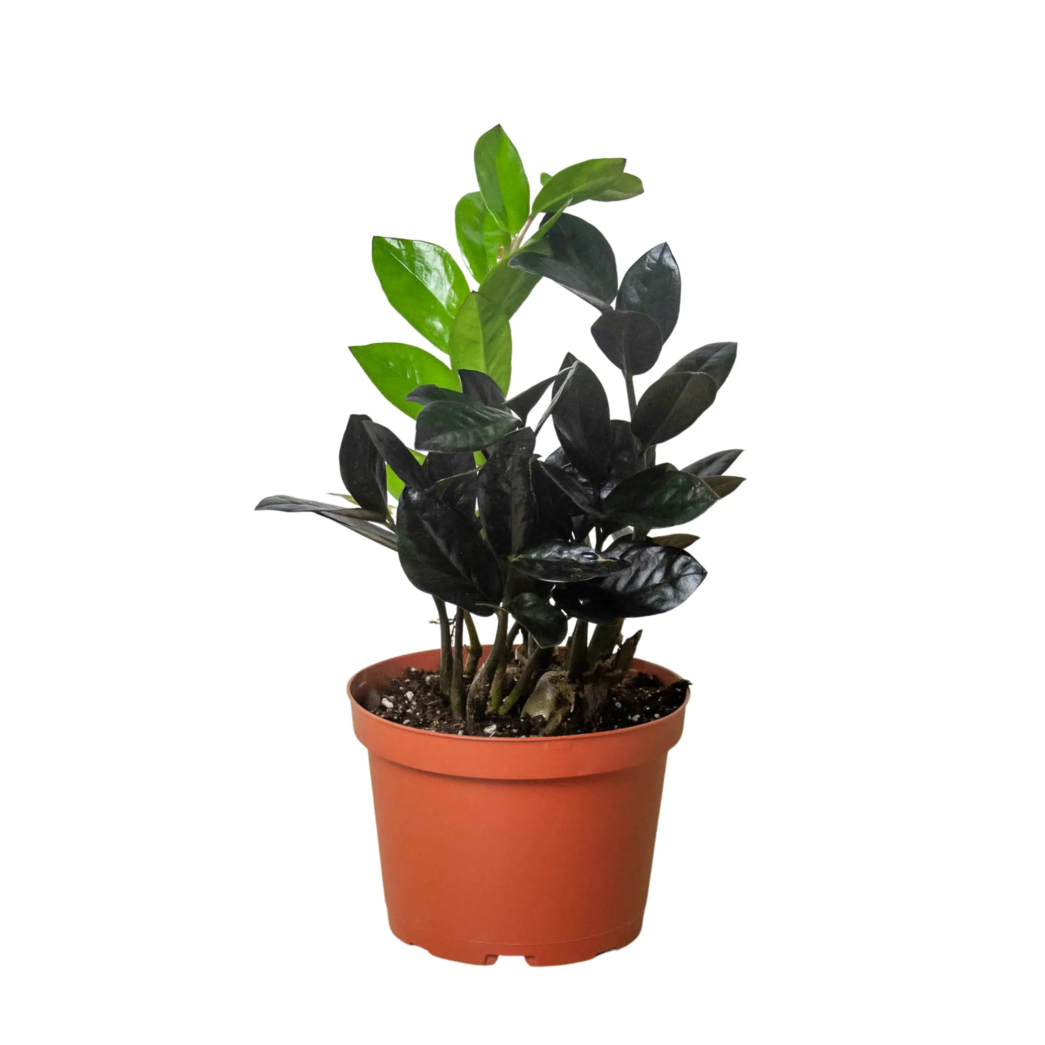 ZZ Zamioculcas 'Black Queen' House Plant Wholesale