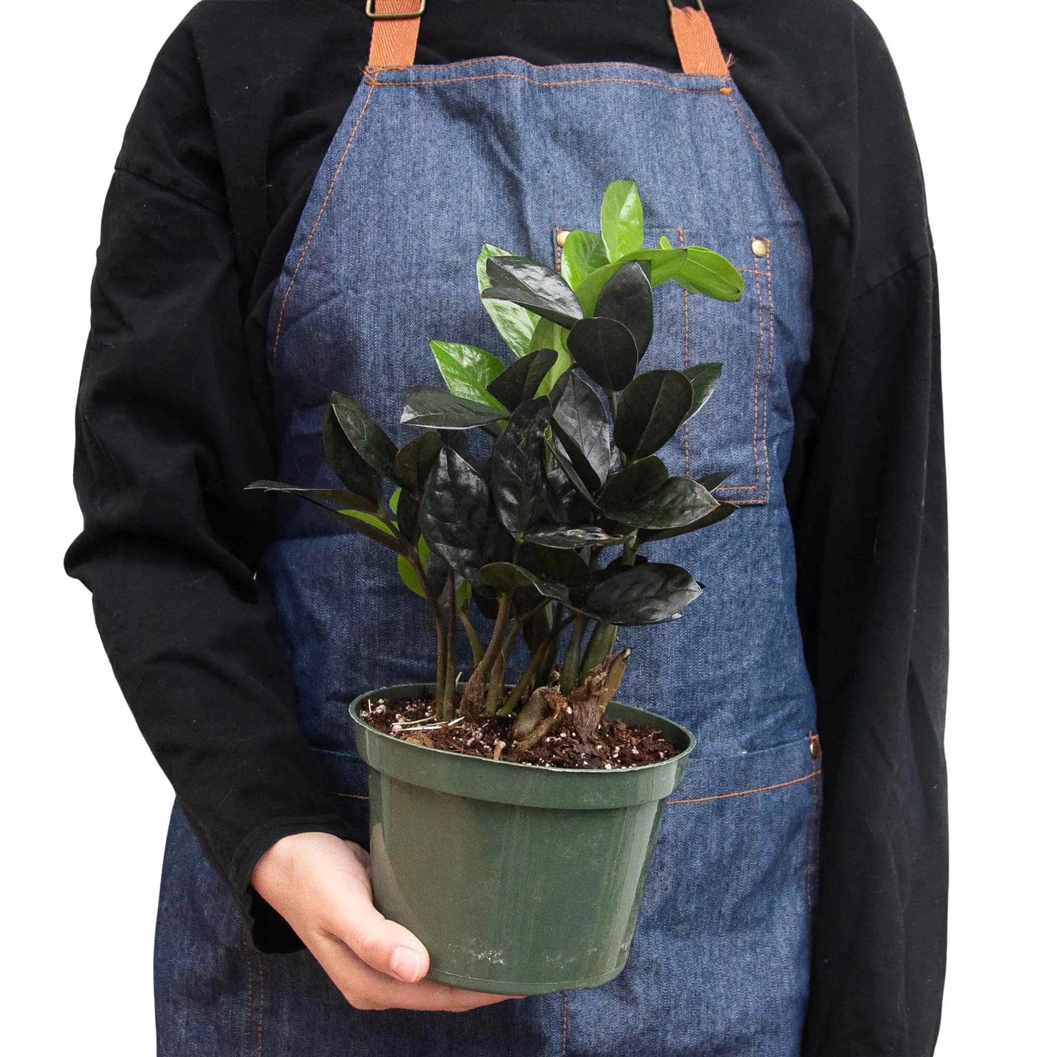 ZZ Zamioculcas 'Black Queen' House Plant Wholesale