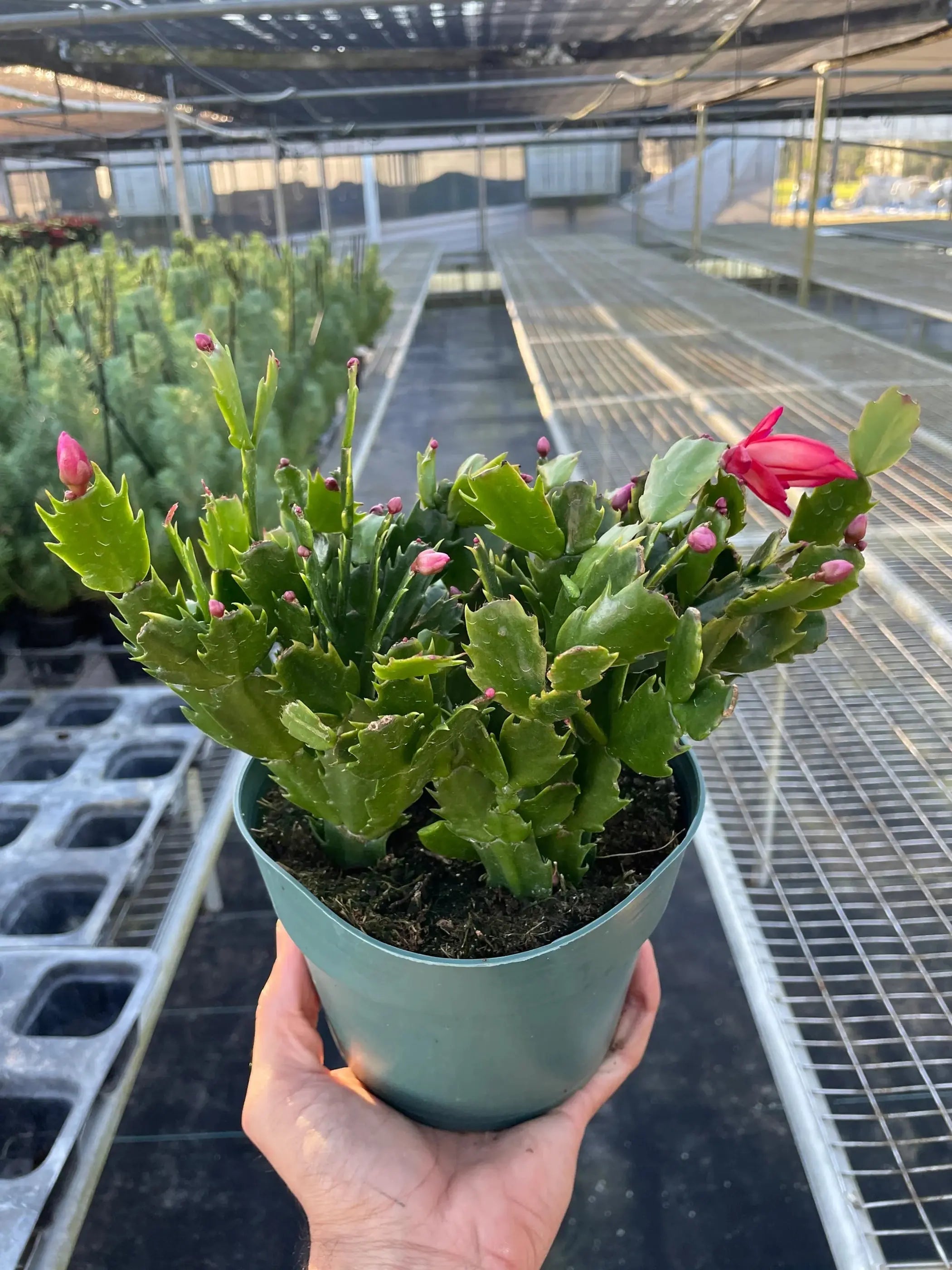 Zygocactus 'Christmas Cactus' House Plant Wholesale