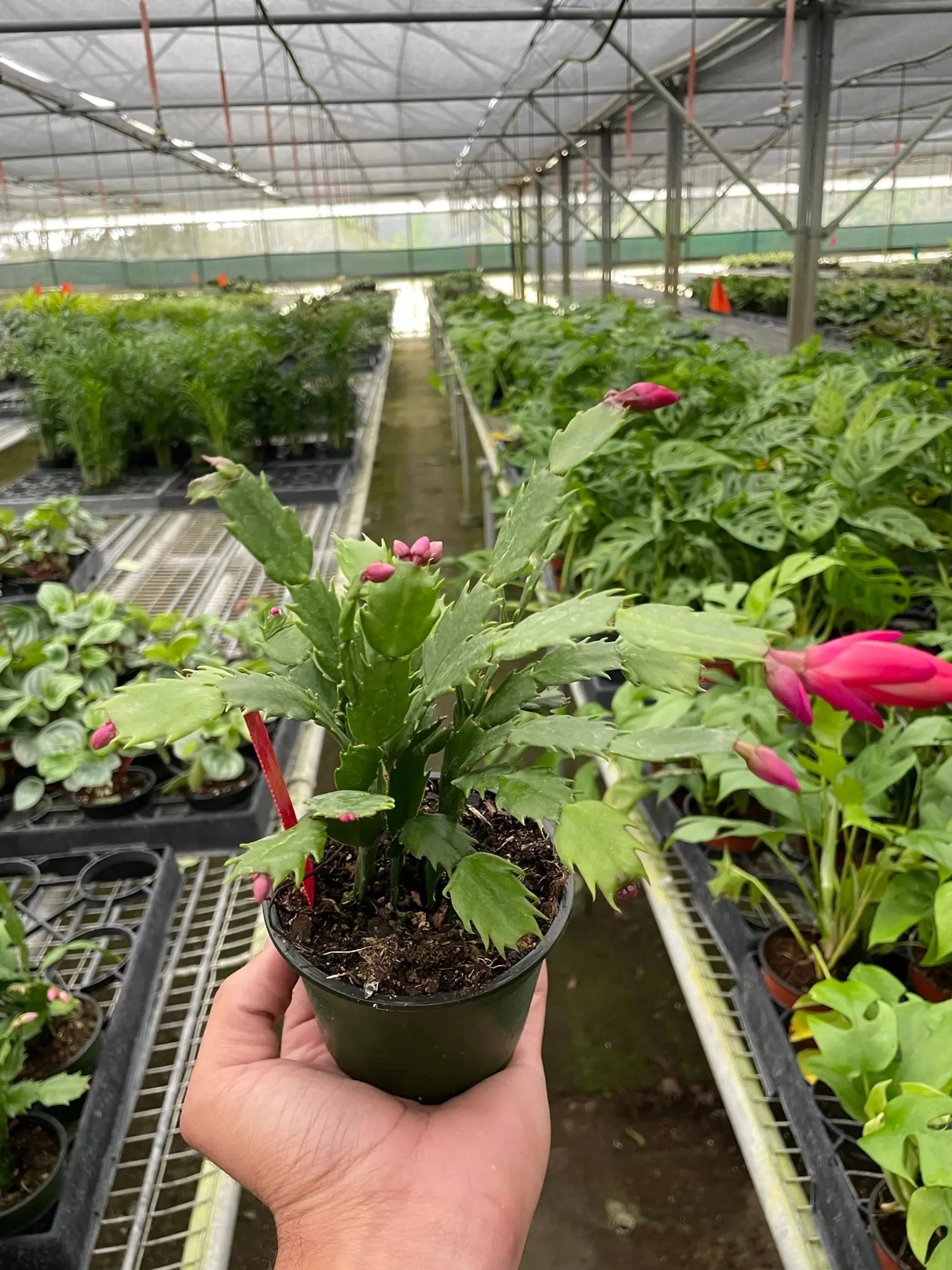 Zygocactus 'Christmas Cactus' House Plant Wholesale