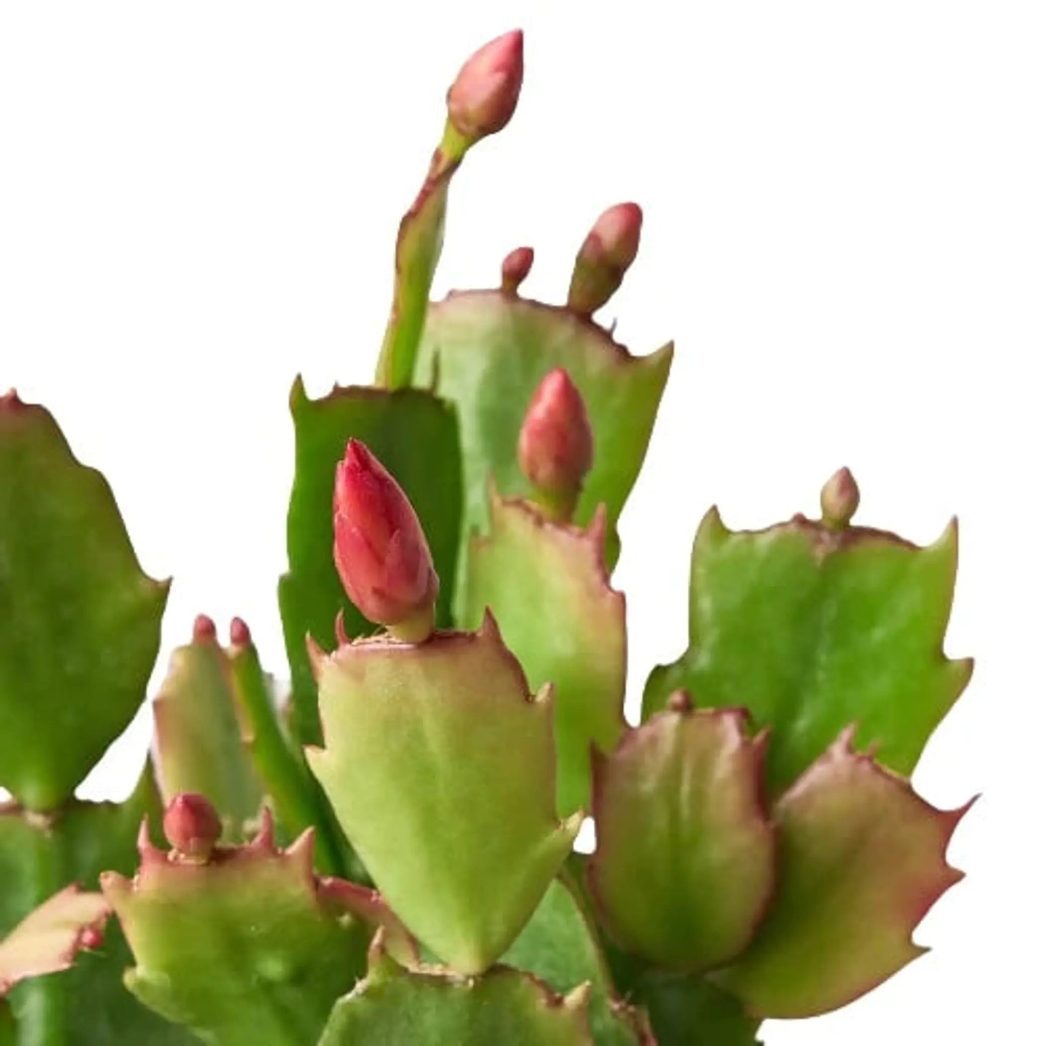 Zygocactus 'Christmas Cactus' House Plant Wholesale