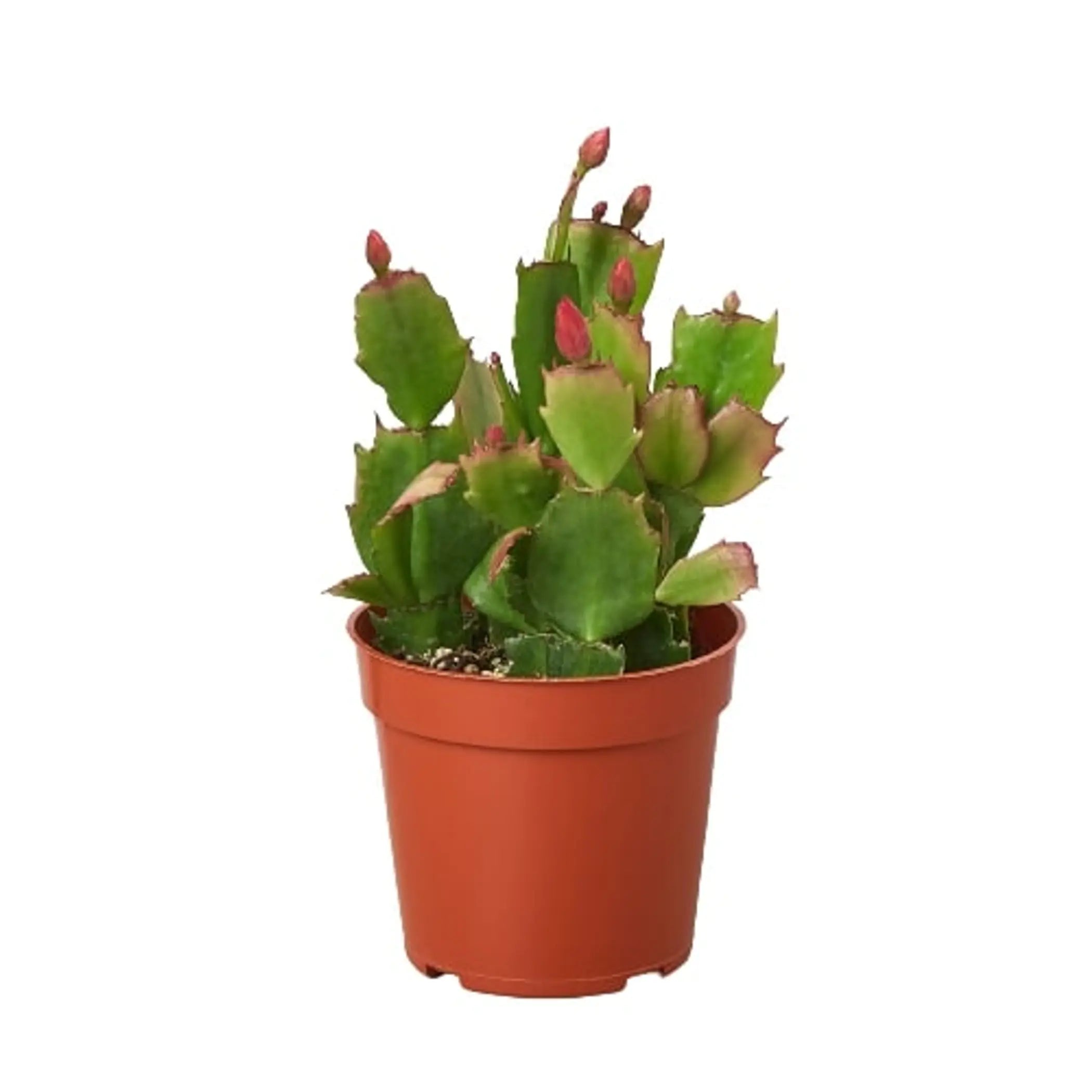 Zygocactus 'Christmas Cactus' House Plant Wholesale